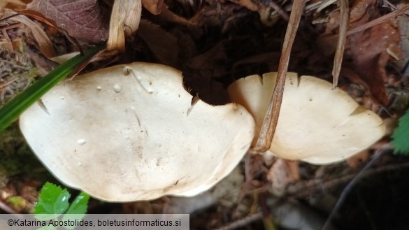 Calocybe gambosa