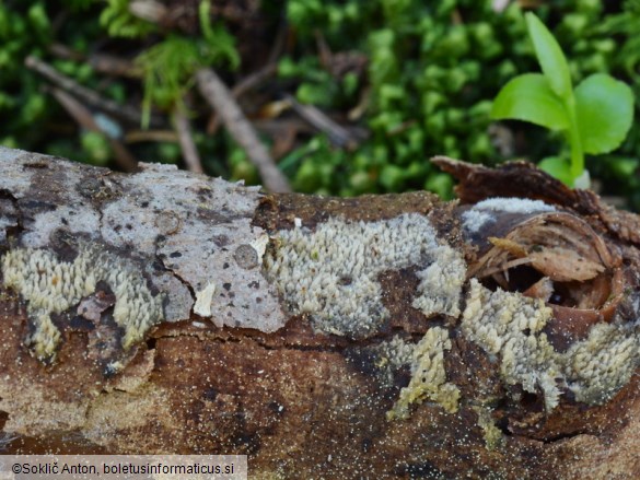 Hyphodontia barba-jovis