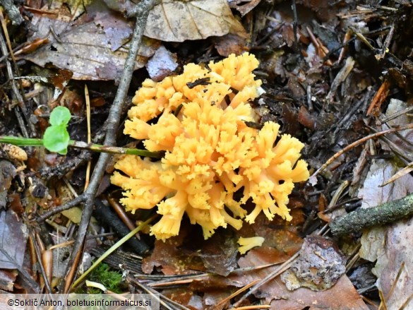 Ramaria flavosalmonicolor