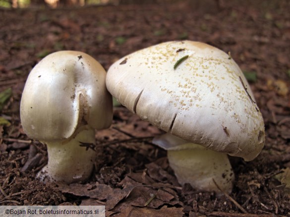 Agaricus sylvicola