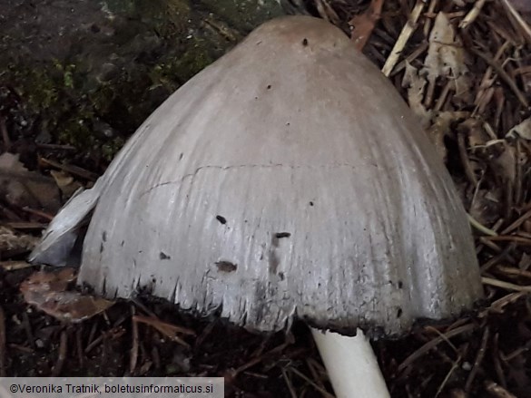 Coprinopsis atramentaria