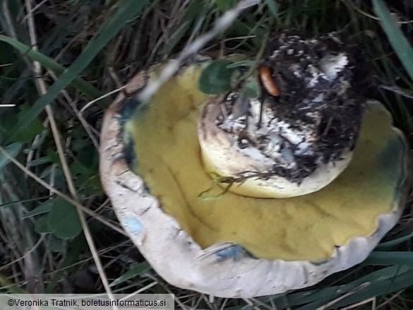 Boletus radicans