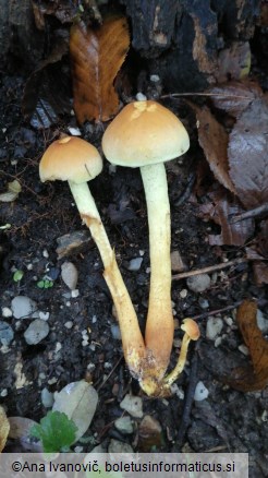 Hypholoma fasciculare