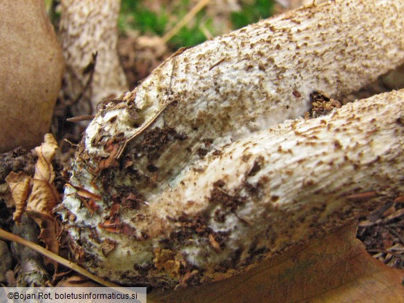 Leccinum schistophilum