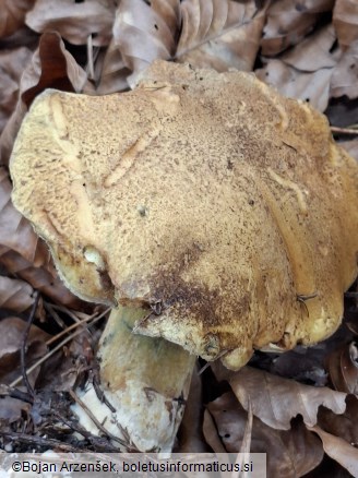 Suillus variegatus