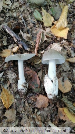 Amanita vaginata