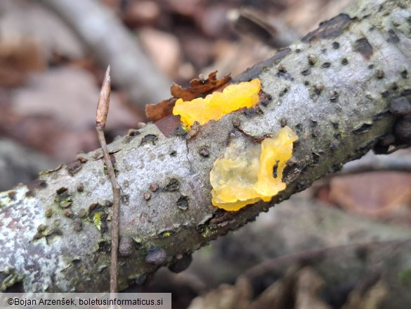 Tremella mesenterica