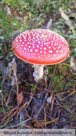 Amanita muscaria