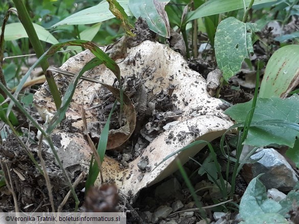 Russula delica