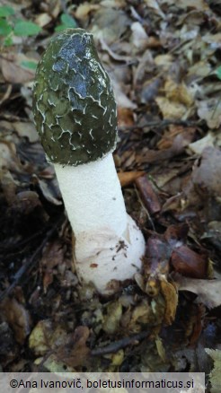 Phallus impudicus