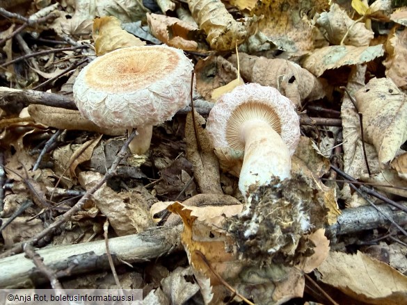 Lactarius torminosus