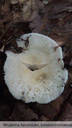 Russula virescens