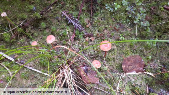 Laccaria laccata