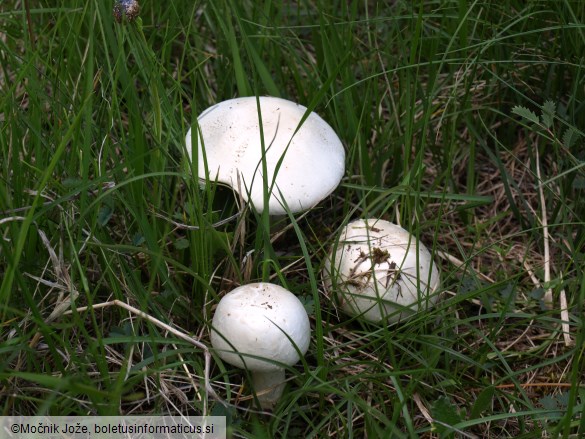 Agaricus campestris