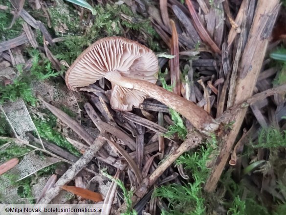 Inocybe lacera