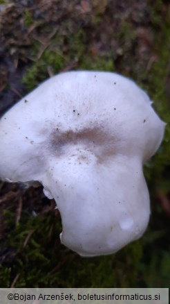 Pluteus petasatus