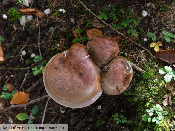 Cortinarius cupreorufus