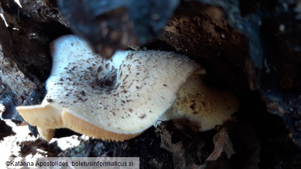 Lentinus tigrinus