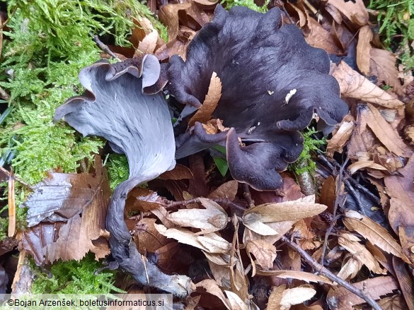 Craterellus cornucopioides