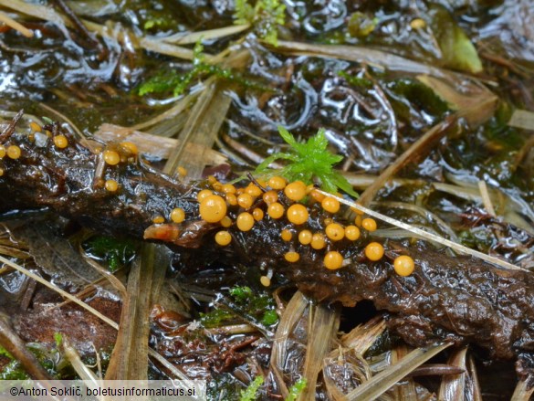 Vibrissea truncorum