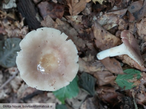 Russula vesca