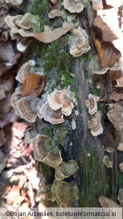 Trametes versicolor