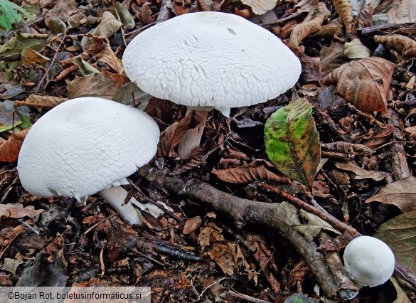 Agaricus sylvicola
