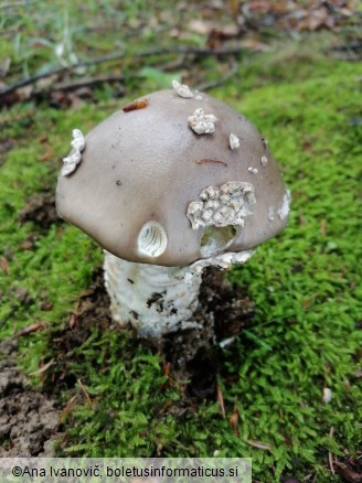 Amanita excelsa var. spissa