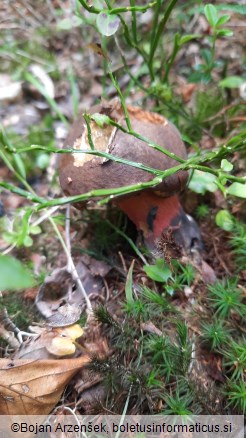 Neoboletus erythropus