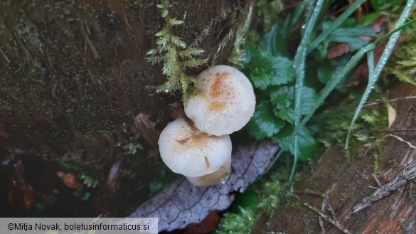 Pholiota scamba