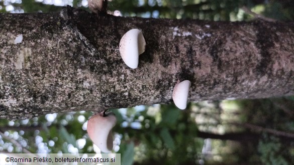 Fomitopsis betulina