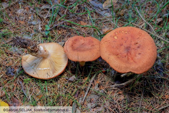 Lactarius rufus