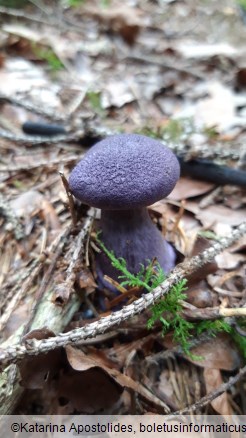 Cortinarius violaceus