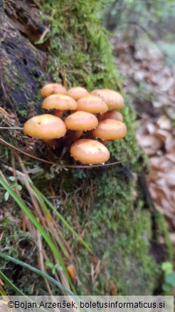 Kuehneromyces mutabilis