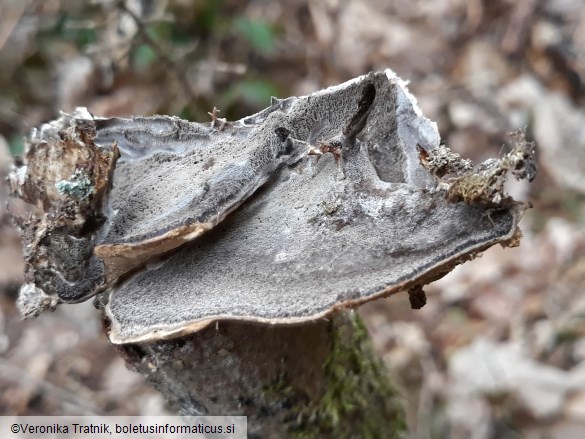 Bjerkandera adusta