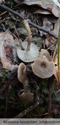 Clitocybe subspadicea