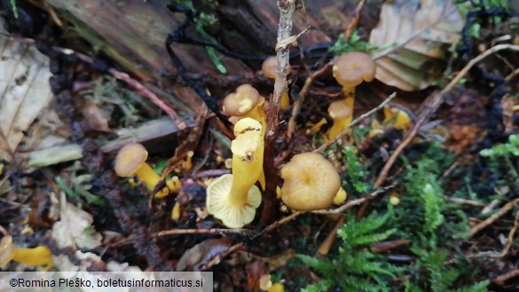 Cantharellus tubaeformis var. lutescens