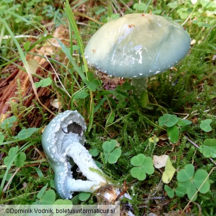 Stropharia aeruginosa