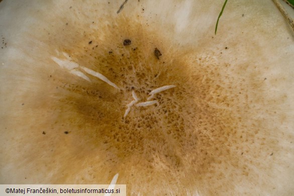 Pluteus pellitus