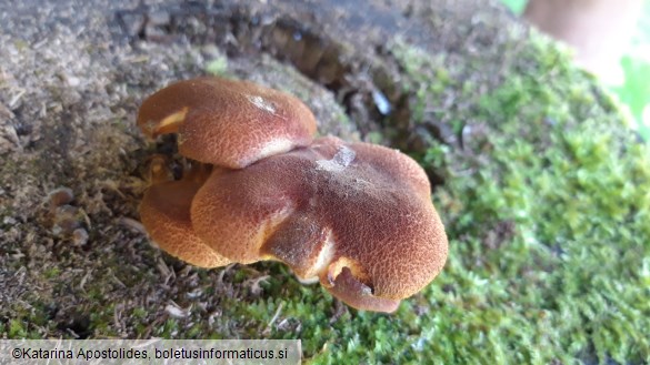 Tricholomopsis flammula