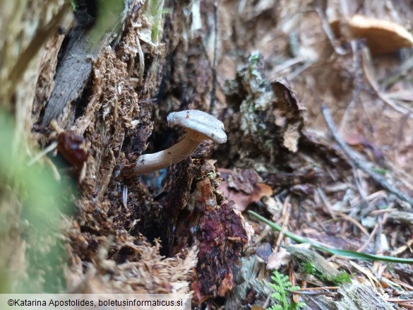 Rhizocybe pruinosa