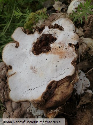 Ganoderma applanatum