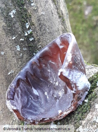 Auricularia auricula-judae