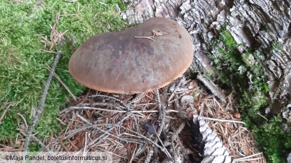 Boletus erythropus