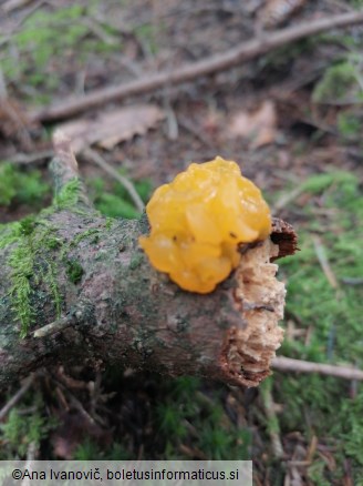 Tremella mesenterica