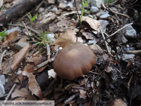 Psathyrella fatua