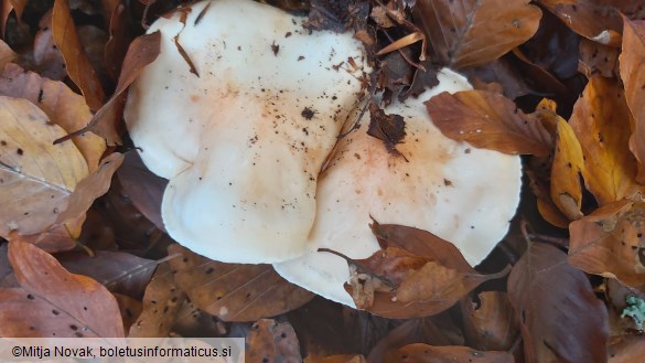 Hygrophorus poetarum