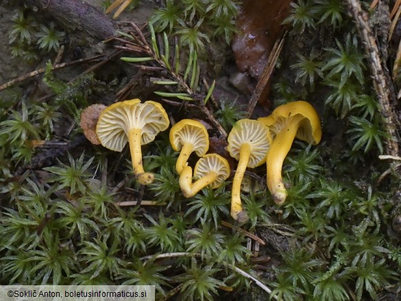 Cantharellus romagnesianus