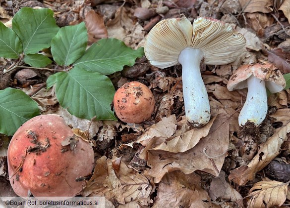 Russula aurora