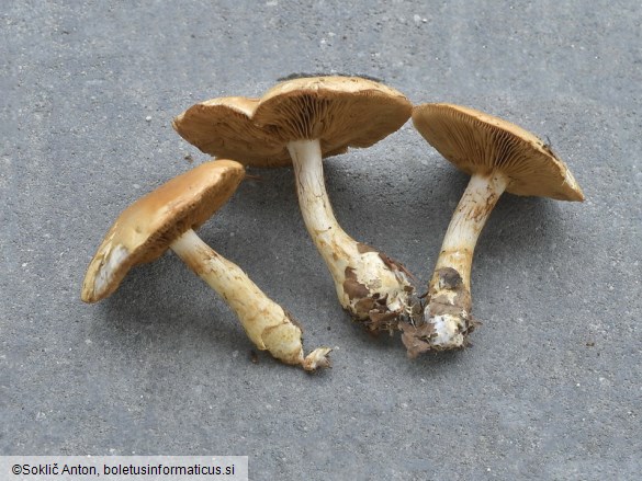 Cortinarius cliduchus